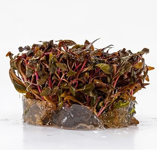 Alternanthera Reineckii Mini In Vitro Cup Canlı Bitki