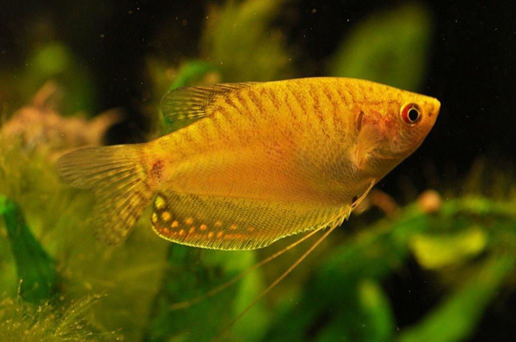 Altın Gurami 3-4 cm