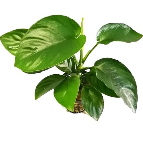 Anubias Barteri 15 cm 5-7 Yapraklı