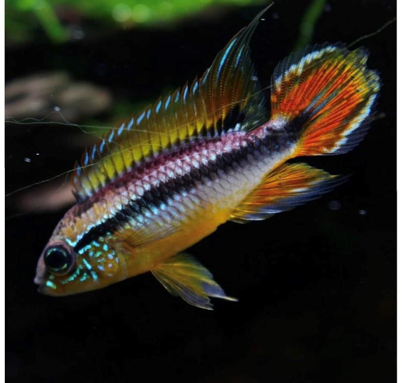Apistograma agassizii Dwarf Cichlid 3 cm 1 erkek 1 dişi