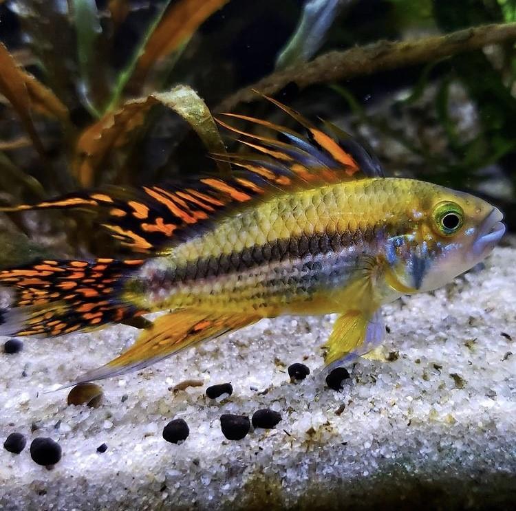 Apistogramma Kakadu Double Red 3-4 cm1 erkek 1 dişi