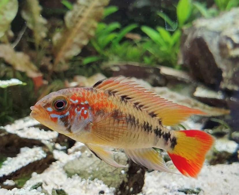 Apistogramma Macmasteri 3 cm 1 erkek 1 dişi