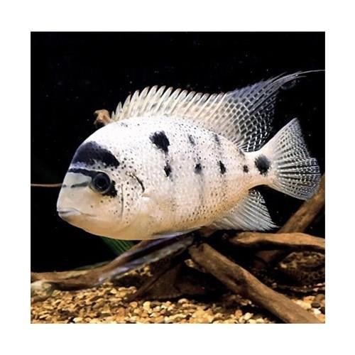 Argantea Çift 13-15 Cm