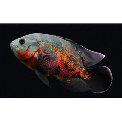 Astronot Kaplan 12-14 cm