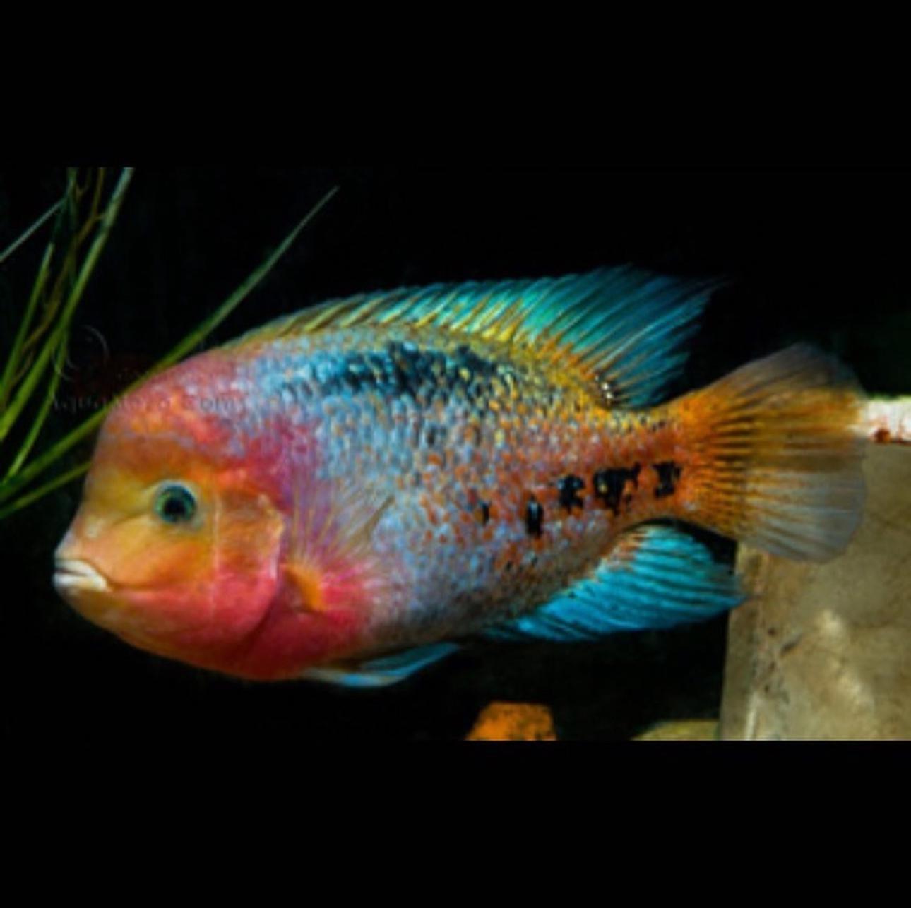 Ateş Kafa Ciklet 5-6 cm