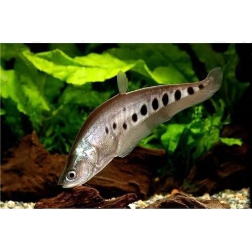 Bıçak Balığı 10 cm