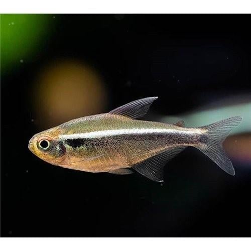 Black Neon Tetra 2-3 Cm