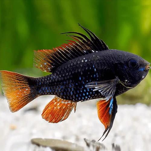 Black Ramirezi 3-4 cm