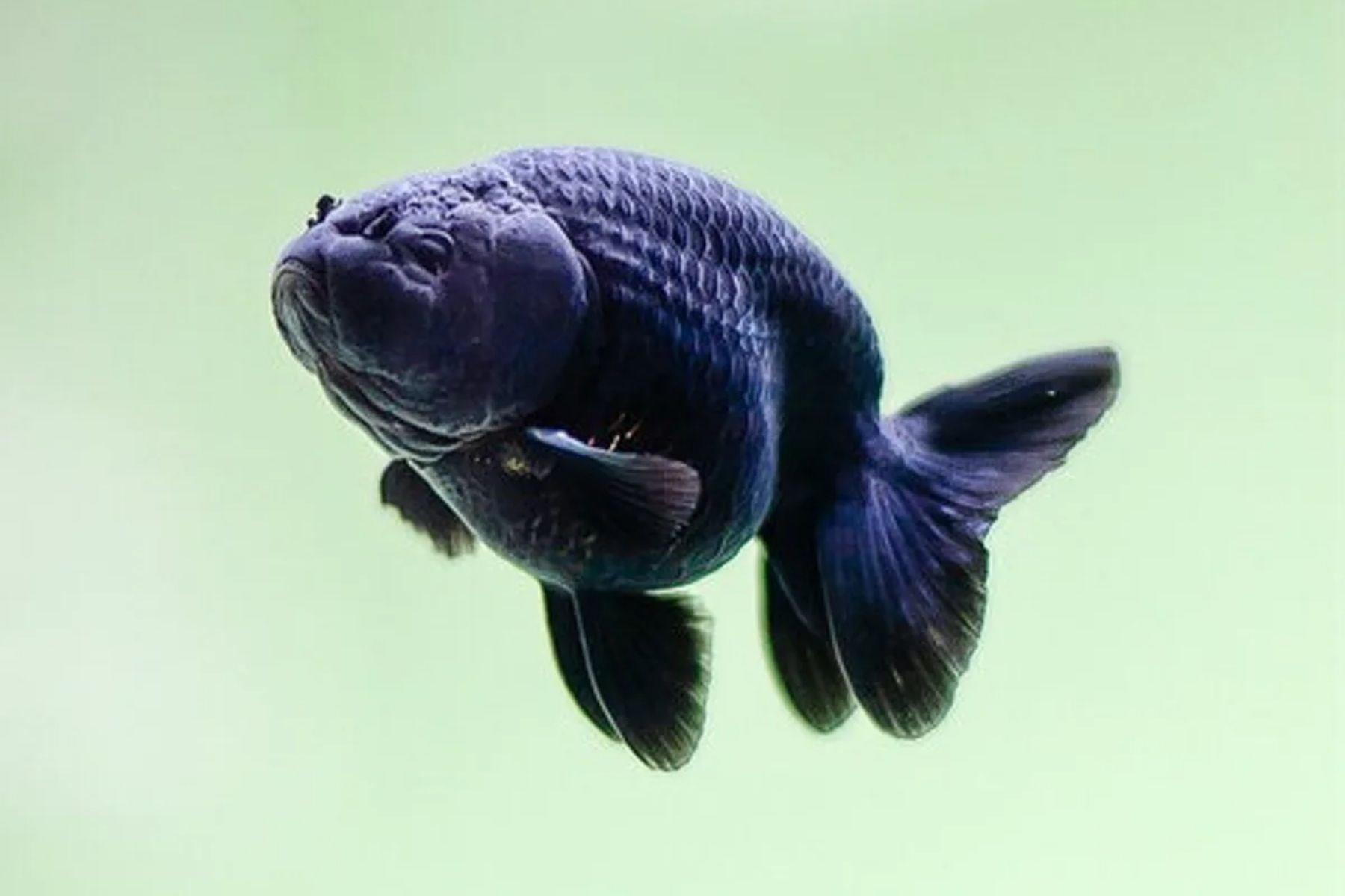 Black Ranchu 4 cm