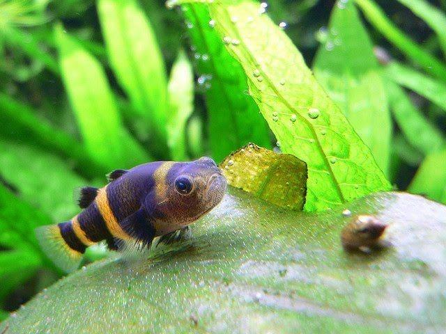 BUMBLEBEE GOBY 2 CM