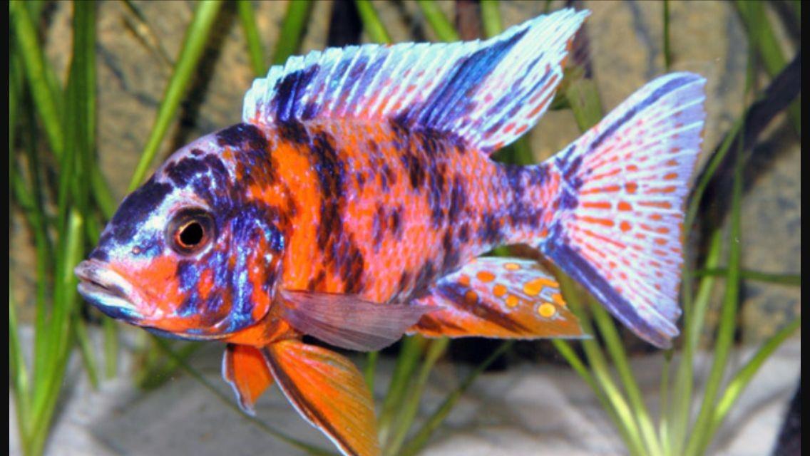 Caliko Ciklet 4-5 Cm