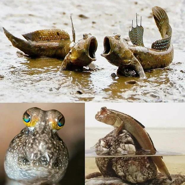 Çamur Zıpzıpı 10-12 cm