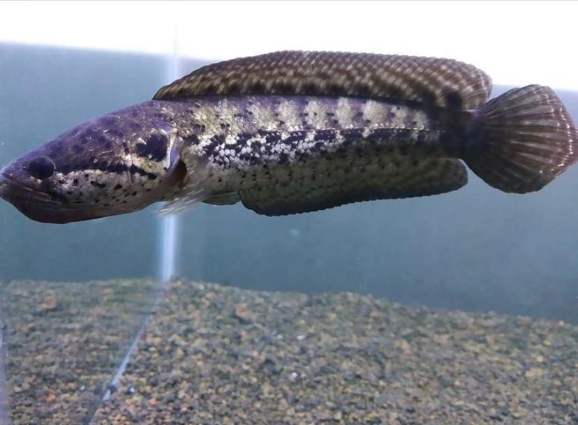 Channa Bangkanensis 9-10 cm