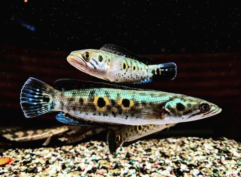 Channa Pleurophtalma 9 cm