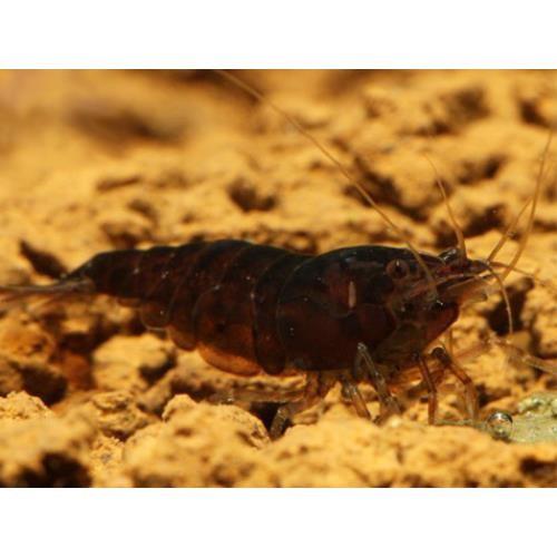 Çikolata Sakura 10 Adet (0,5-1 Cm) KARGO ALICIYA AİT