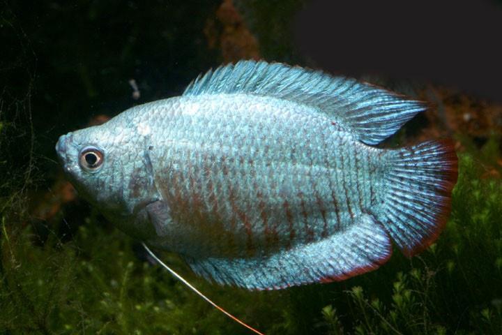 COBALT DWARF GURAMİ 5 CM