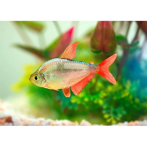 Colombian Tetra 3 cm