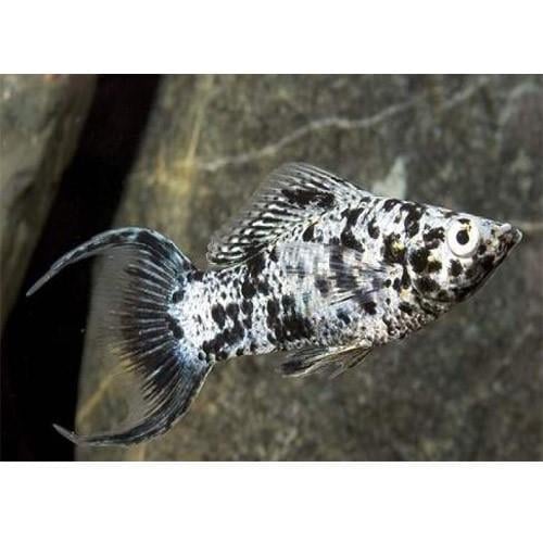 Dalmaçya Ay Kuyruk Molly 3 cm