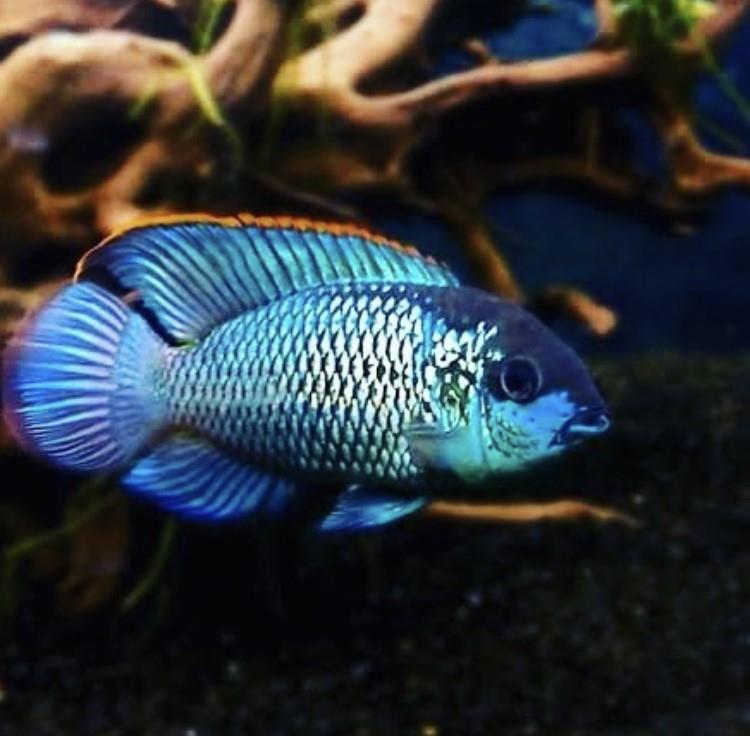 Elektrik Blue Acara 4-5 Cm