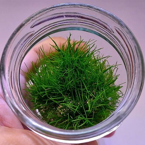 Eleocharis Parvula In Vitro 200cc Canlı Bitki