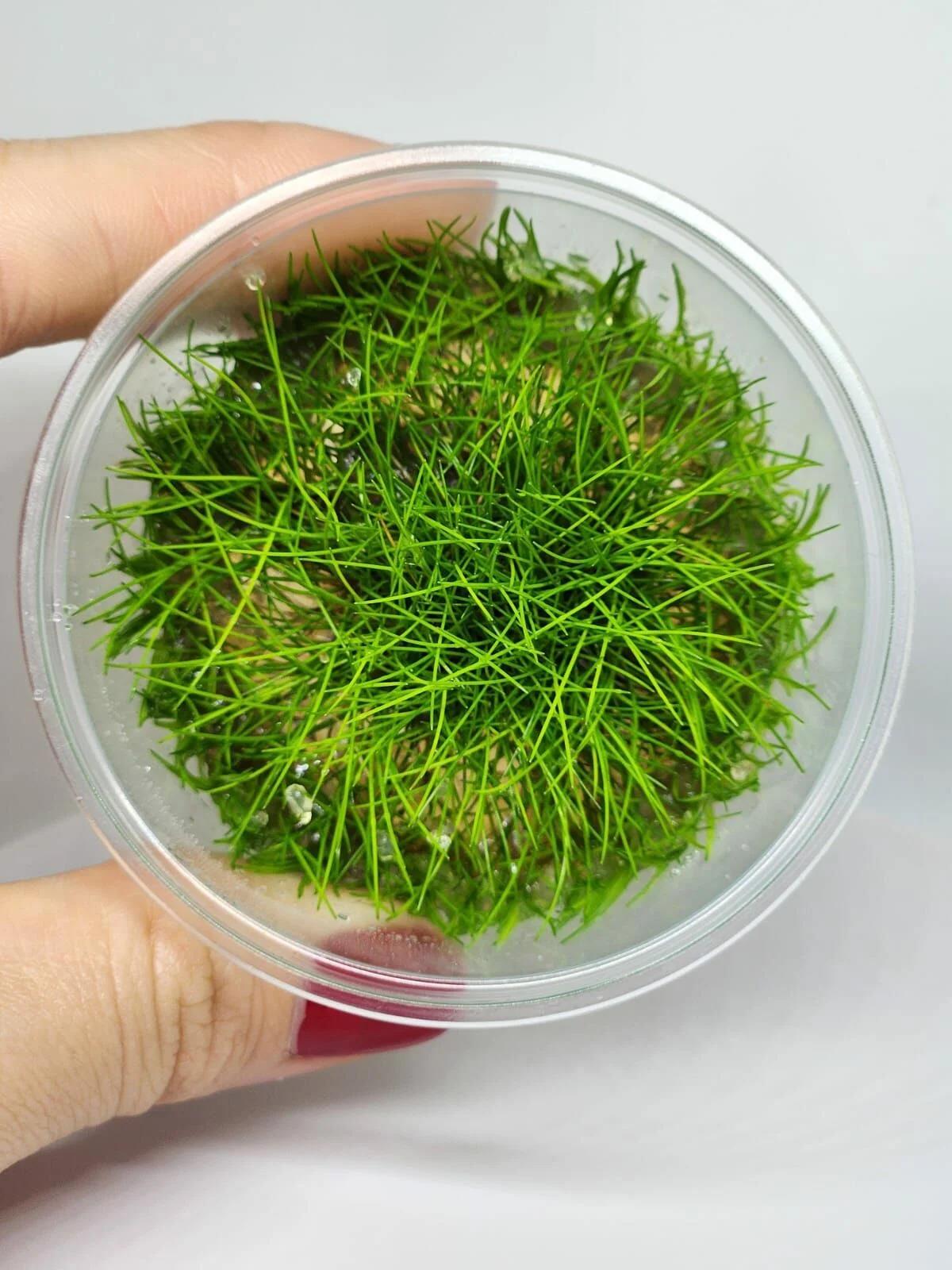 Eleocharis Parvula Mini In Cup Canlı Bitki