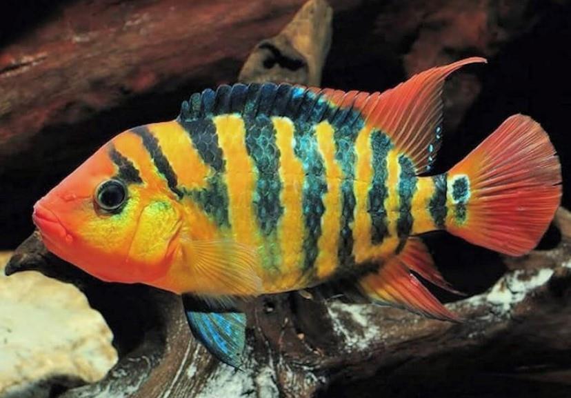 Festae (red Terror) 5 cm