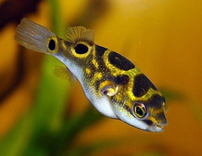 Figure 8 Puffer 3 cm