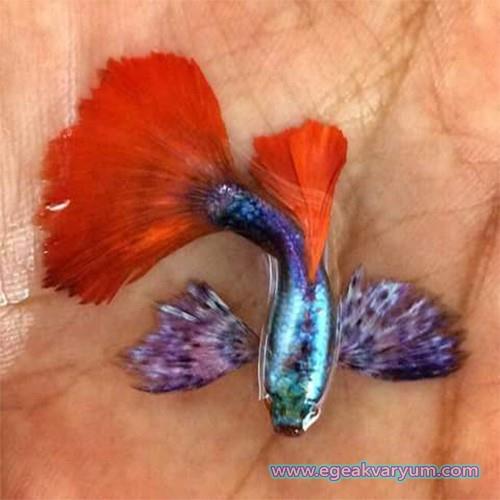 Fil Kulak Lepistes 1 Erkek 1 Dişi