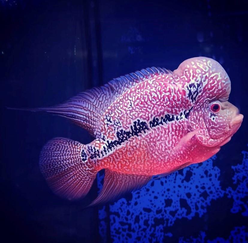 Flowerhorn 17-18 cm İthal