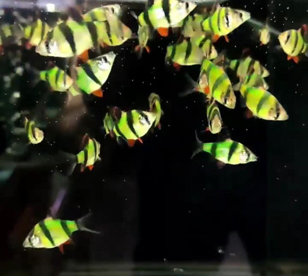 Fosfor Yeşil Tetrazon 2-3 Cm