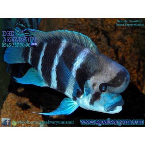 Frontoza Burundi 2-3 Cm