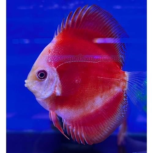 Fuji Red Discus 9 cm