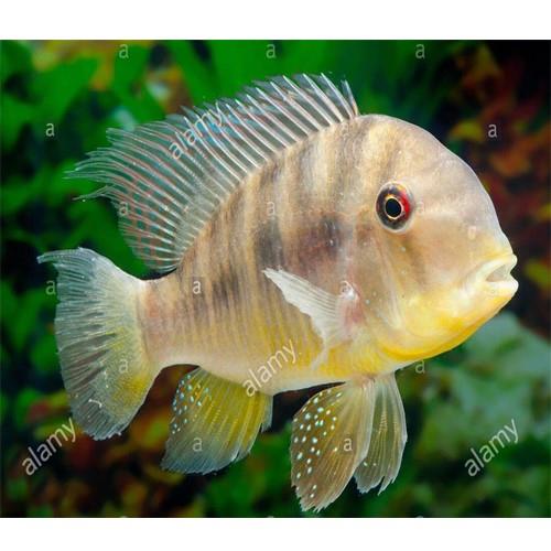 Geophagus Balzani 4-6 cm