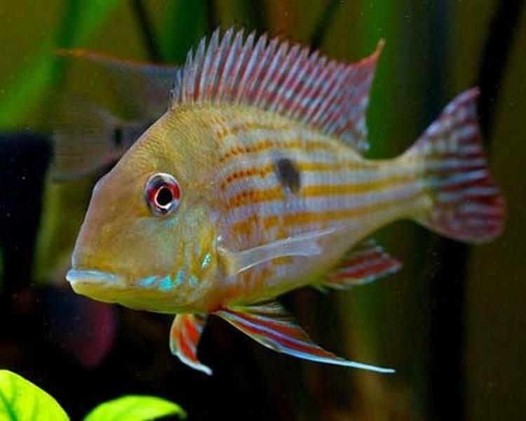 Geophagus Surinamensis 5-6  cm