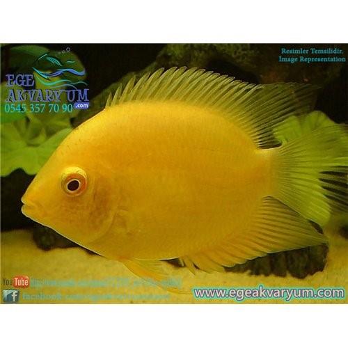 Gold Severum 7-8 Cm