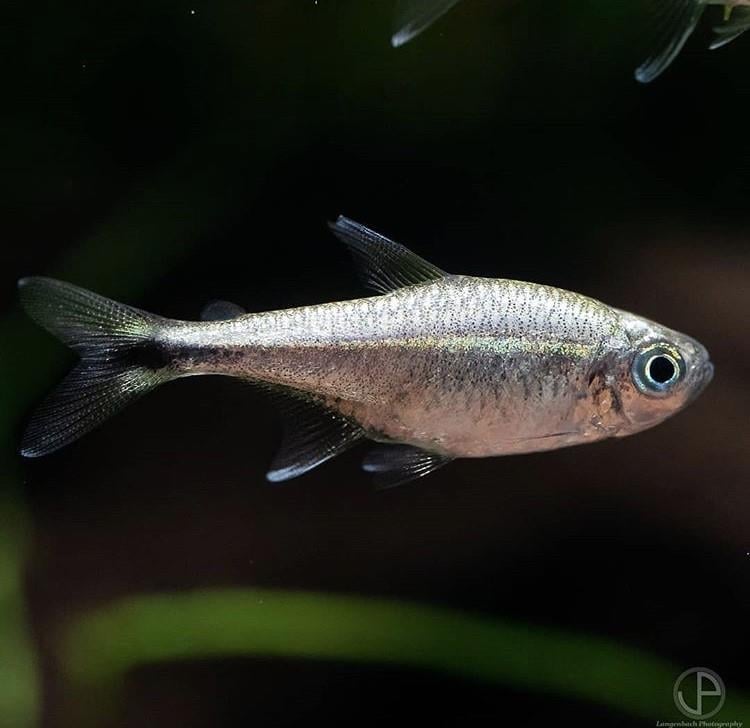 Gold Tetra 3 cm