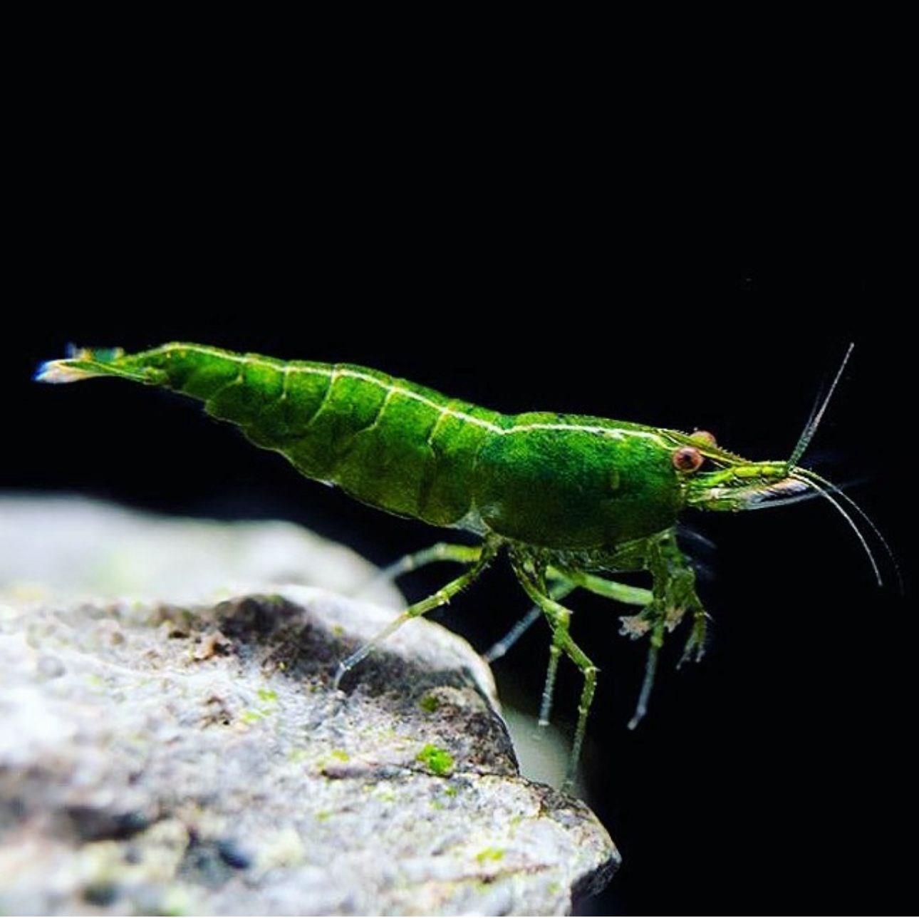 Green Jade Karides 2 cm 10 Adet  KARGO ÜCRETİ ALICIYA AİT