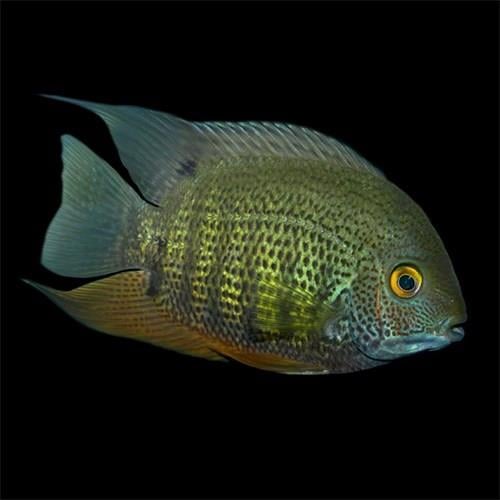 Green Severum 9-10 Cm