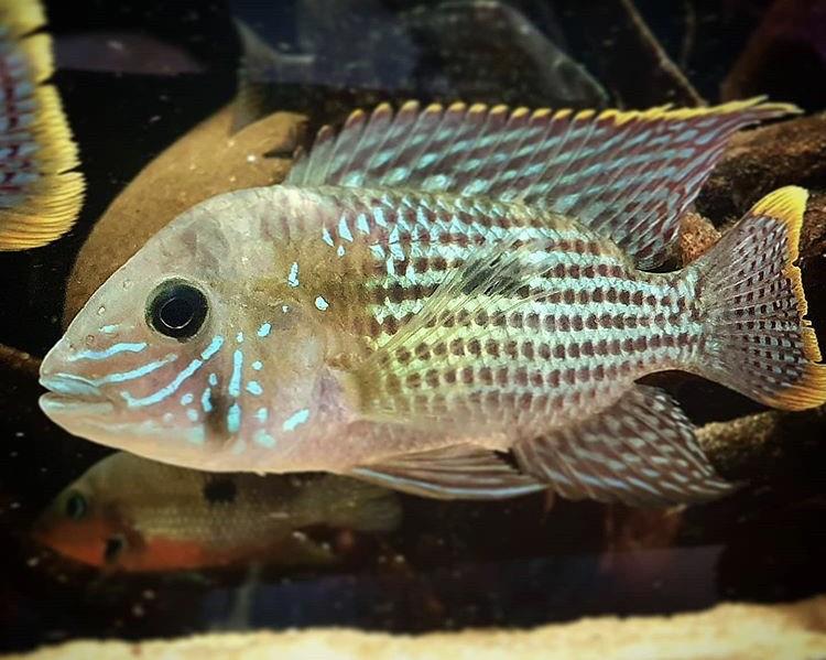 Green Terror Ciklet 8-9 cm