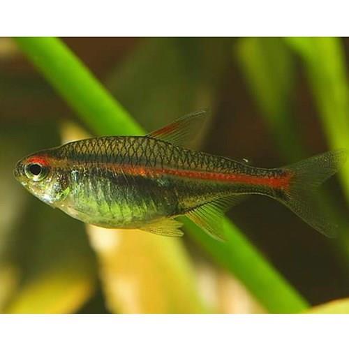 Gül Tetra 3 Cm