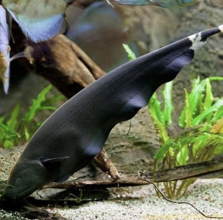 Hayalet Balığı 8-9 cm