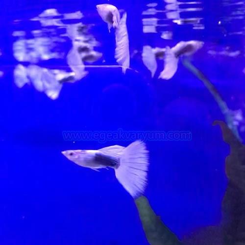 Hb White Lepites 3 cm 1 Erkek 1 Dişi Satış