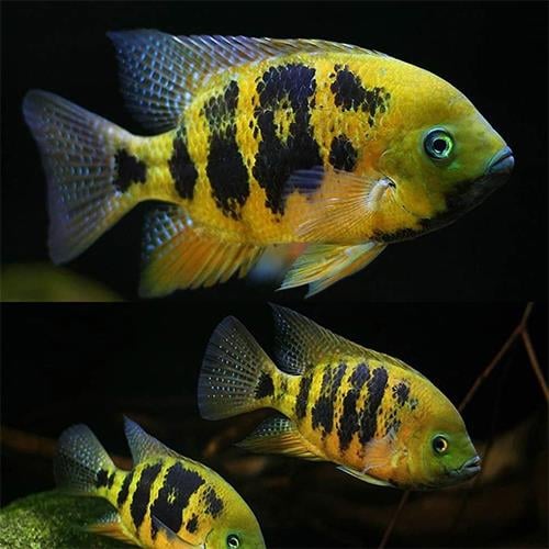 Herichthys Bocourti Cichlid 4-5 cm