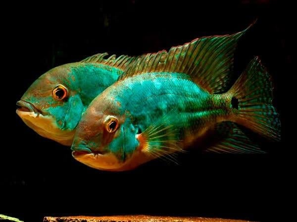 Hoplarchus Psittacus 3 cm