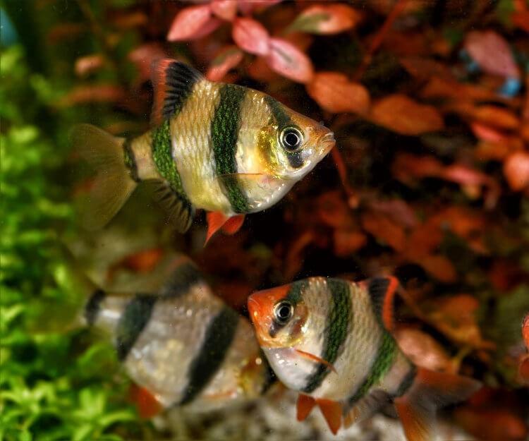 Kaplan Tetrazon 3-4 cm