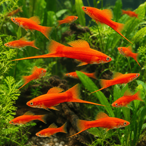 Kılıç Kuyruk 4 - 5 Cm