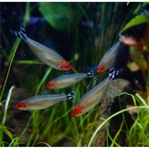 Kırmızı Burun Tetra 2-3 Cm
