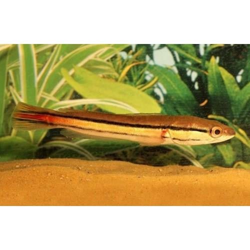 Kırmızı Yılanbaş 10 cm