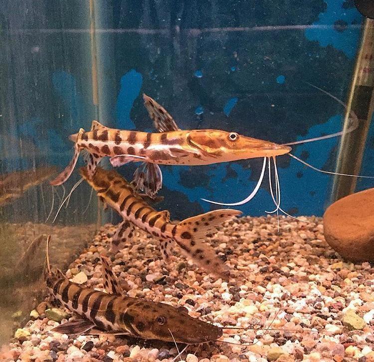 Kürek Burun Kedi Balığı 15 cm