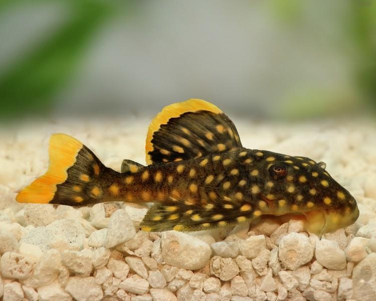 L18 Pleco 5-7 Cm